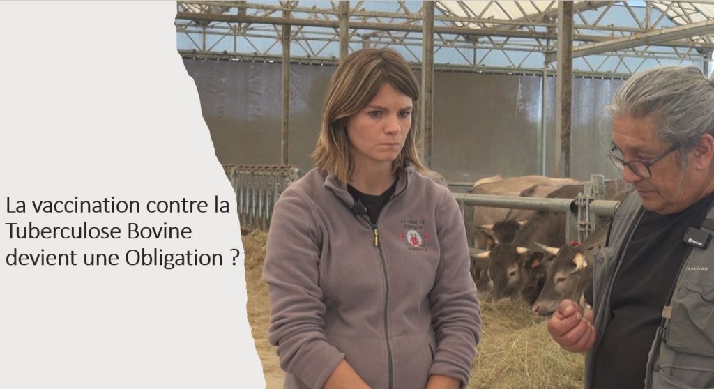 Acteurs-Locaux en Mouvement - ''La Ferme de Bérénice'' doit servir de Déclencheur pour lutter contre la ''Tuberculose Bovine''