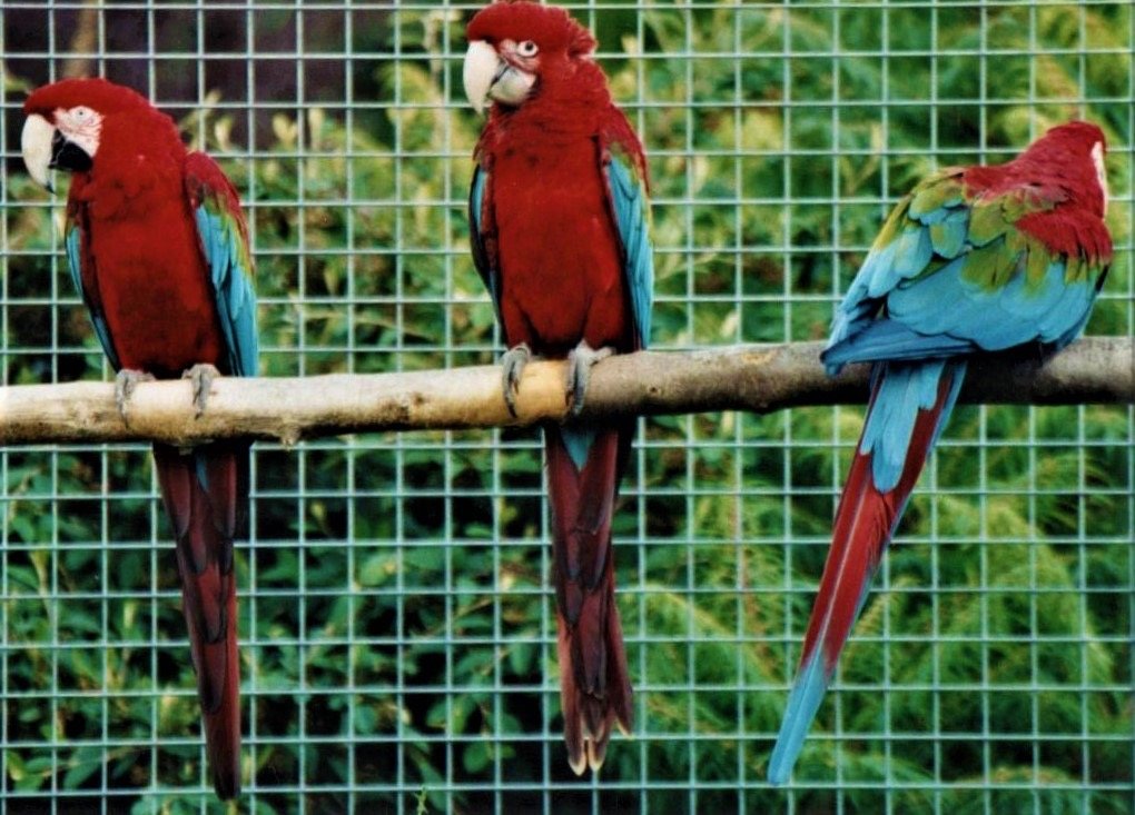 ProNaturA France : alerte sauvetage ! Cherche femelle Ara Chloroptère pour mâle rendu veuf par la tempéte de septembre.  